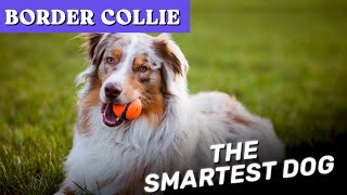 Border Collie  The Smartest Dog  | Characteristics
