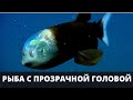 Рыба с прозрачной головой Макропина малоротая Macropinna microstoma Бочкоглаз | БиоХак