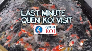 Quick Koi Fix - Last Minute Queni Koi Visit Quick Koi Fix - Last Minute Queni Koi Visit