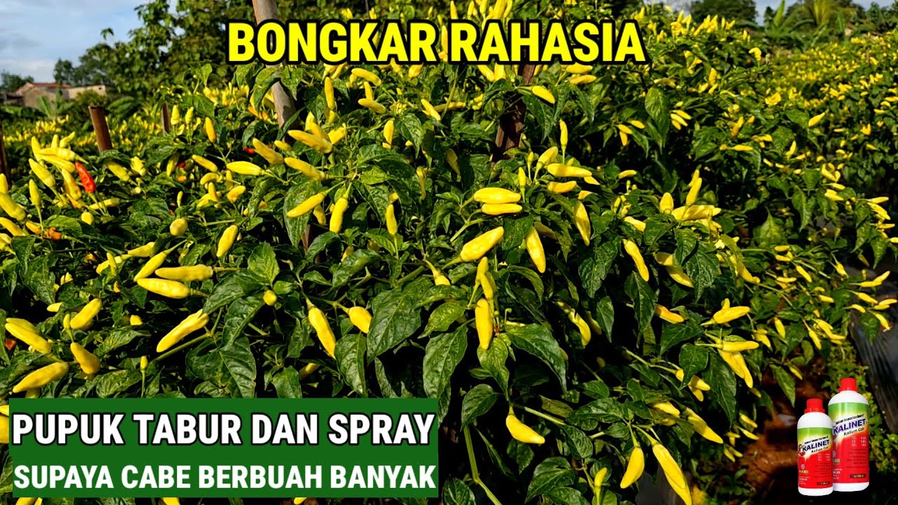 BONGKAR RAHASIA...!! CARA PEMUPUKAN TANAMAN CABE SUPAYA BERBUAH LEBAT