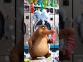 Un ornitorrinco hace malabares con calcetines desparejados y su pico en una lavandería caótica.