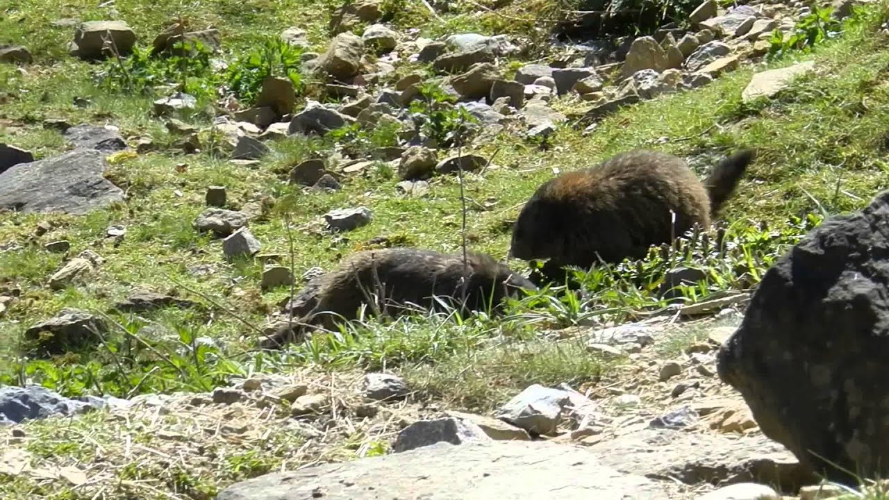 アルプスマーモットのケンカ 動画付 花鳥獣風月 スイス生活 アルプスマーモットのケンカ 動画付 花鳥獣風月 スイス生活