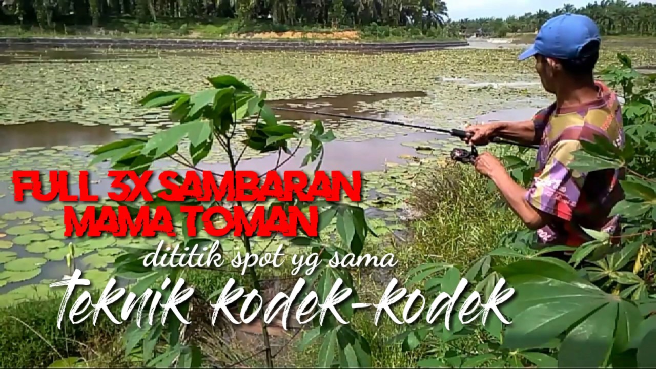 mancing ikan toman tehnik kodek-kodek/ngentul umpan soft frog//sambaran