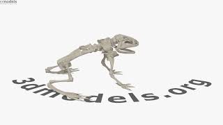 Frog Skeleton 3D model by 3DModels.org