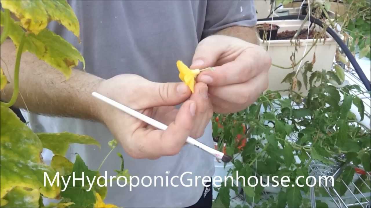 How to Pollinate Cucumber and Melon Plant (Hydroponic ...