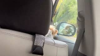 Just Chillin With Me Dog Ride