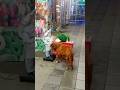 Lonely Dog Finds Love from a Statue!