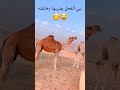 نبي الفحل يضرب الناقة وخانقته 