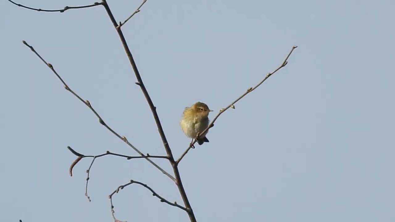 Chiffchaff singing