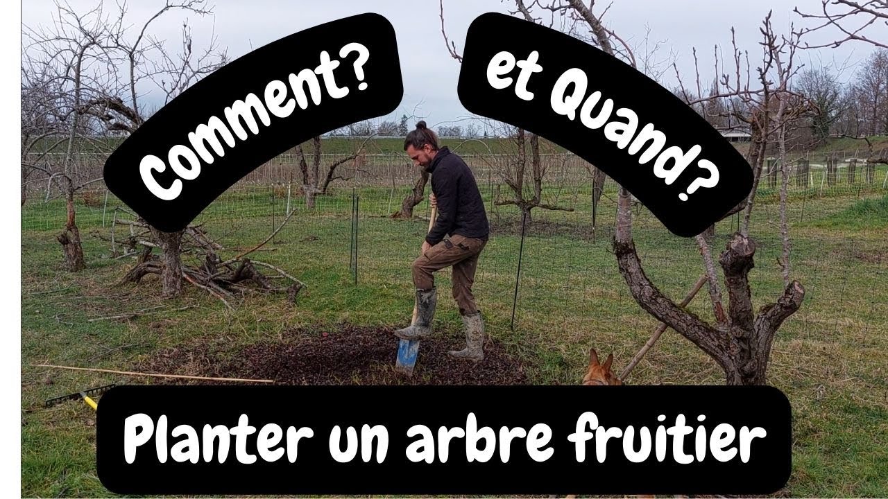 Comment planter un arbre fruitier? Le guide Complet