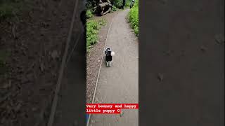 one happy little puppy! Makes my day 😆  #puppy #happy #bouncy