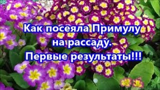 Как посеяла Примулу на рассаду.   Первые результаты!!!