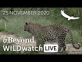 WILDwatch Live | 25 November, 2020 | Afternoon Safari | South Africa