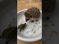 A day with tiny friends #animalshorts #cute #love