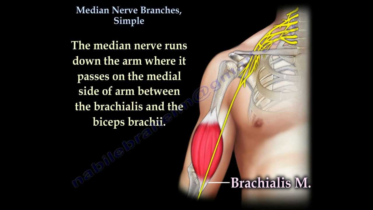 Median Nerve Branches, Simple - Everything You Need To Know - Dr