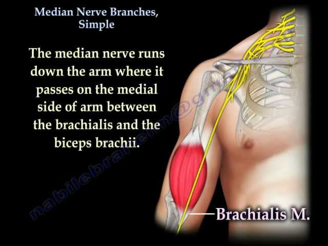 Median nerve: Anatomy, origin, branches, course