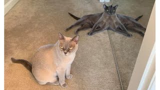 At The Mehvies Episode 69: 007: Octopussy
