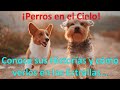 ¡Perros en el cielo! Conoce sus historias y como verlos en las estrellas...