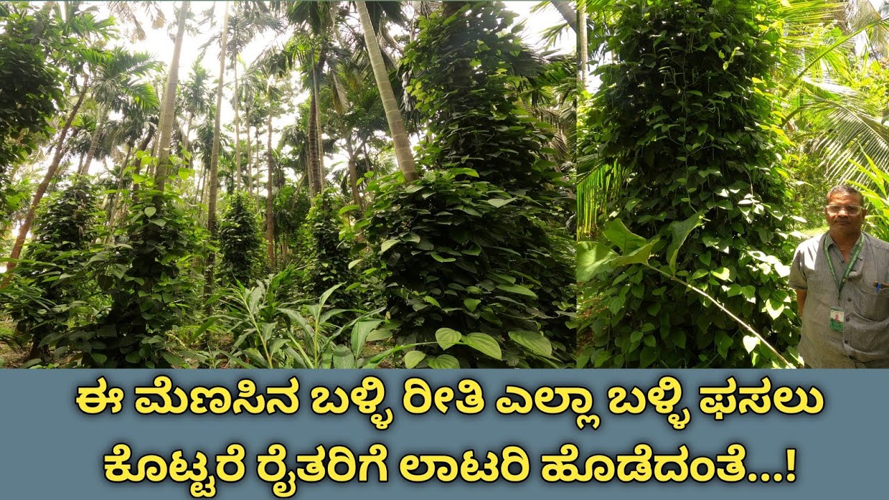 70 ಕೆಜಿ ಹಸಿ ಮೆಣಸು ಕೊಡುತ್ತೆ ಇದೊಂದೇ ಬಳ್ಳಿ,ಒಂದು ಮರದಿಂದ ಒಂದು ಮರಕ್ಕೆ ಅಂತರ ಕಡಿಮೆ ಇದೆ ಆದರೂ ಫಸಲು ಕೈಗೆ...!