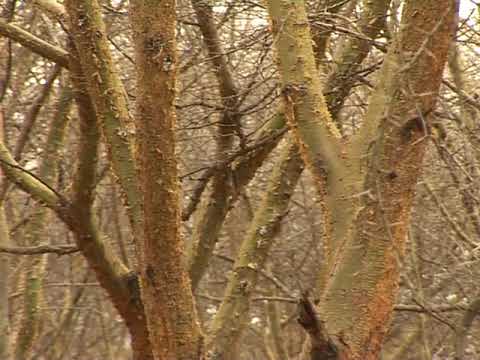 The African Acacia