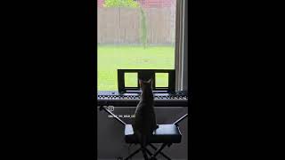 Kit Kat Plays A Piano