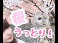 【フクロウのお散歩】桜満開！もりちゃんお花見をする！