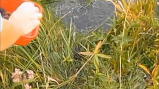 Snapping Turtle Hatchlings Release