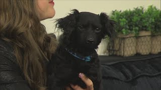 Pet of the Week Tate from the Quad Cities Animal Welfare Center