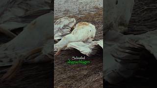 Vögel abschießen für Windkrafträder #naturschutz #windrad