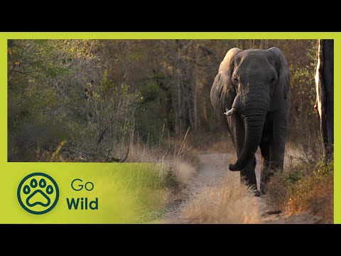 Elephants - Africa's Wild Wonders - Go Wild