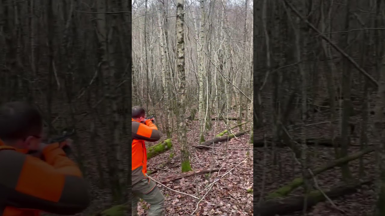 Tir d’un cerf dans la marne #chasse #bowhunting #animaux #blaser #sanglier #deer #cerfs