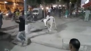 Angry cow || Cow run after unloading || Bakra Eid 2022 screenshot 5