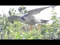 20200418 遊隼育雛觀察~~帶食物進巢餵食、親鳥巢外進食、遊隼爸媽同框休息【酋長岩遊隼Peregrine falcon】