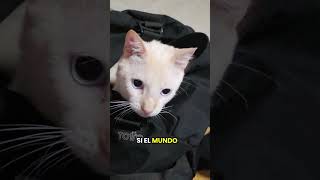 Zoro el mono #gatos #mono #gaticos #amor #puertocarreño #cat