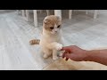 仕事終わりに甘えんぼが爆発しちゃったはなちゃん