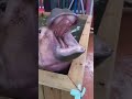 Look at that face! 🦛😍