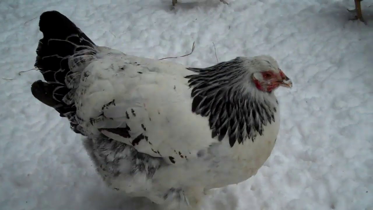 Walden Vermont    Hens at the Lettuce Bee Farm
