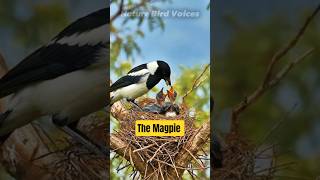 The Magpie #birds #birdsong #birdsounds