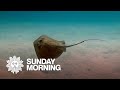 Nature: Stingrays