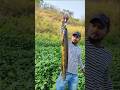 Big Snakehead 🎣 #fishing #fishingvideo #fish #bigsnakehead #hugefish #sawal #snakehead #bigfish
