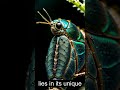 Diving Beetle Scuba