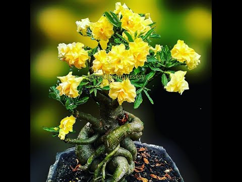 Peluang Bisnis Tanaman Hias Adenium