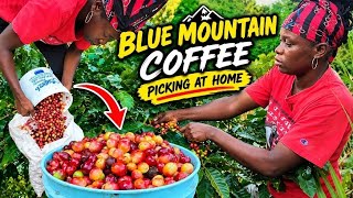 Harvesting Blue Mountain Coffee at Home 🇯🇲 | Portland Jamaica