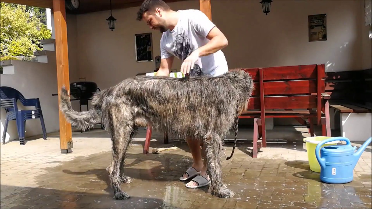 アイリッシュ ウルフハウンドの性格 特徴 飼い方 ペットショップやブリーダーでの値段相場や里親募集も紹介 Mofmo アイリッシュ ウルフハウンドの性格 特徴 飼い方 ペットショップやブリーダーでの値段相場や里親募集も紹介 Mofmo