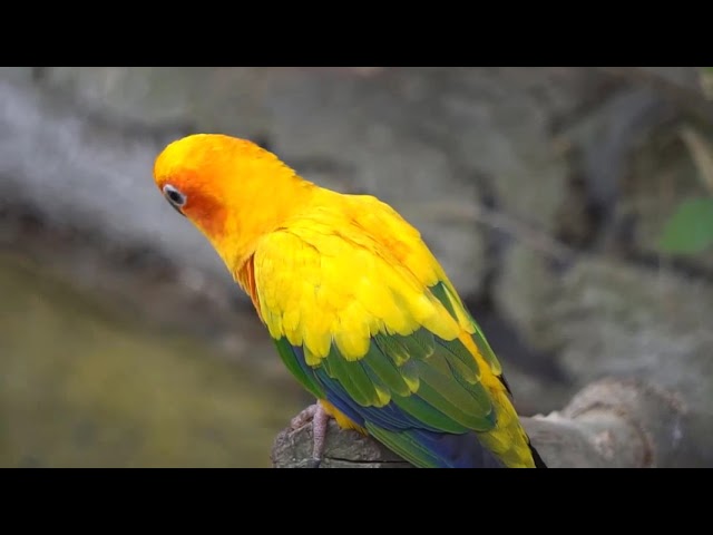 Nature Sounds, Sun Conure Parrot Sounds, Gray African Parrot Sounds - 1 hour - No Music class=