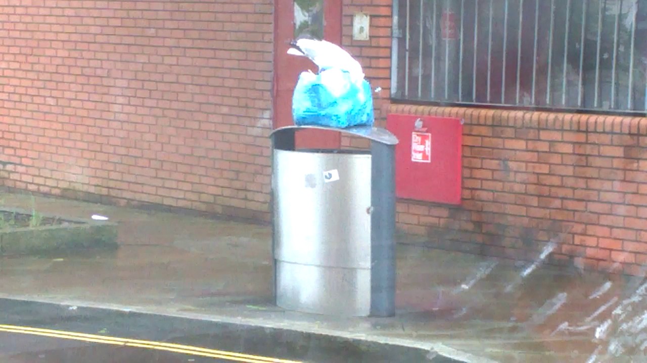 Seagull digging in a rubbish bag in Swansea, Wales, UK YouTube