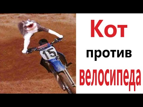 Лютые приколы! КОТ ПРОТИВ ВЕЛОСИПЕДА!!! Засмеялся проиграл! Тест на психику! – Domi Show!