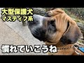 大型マスティフ系保護犬・我が家で過ごす習慣を覚えよう【5日目】
