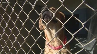 Adoption fees waived for 'Clear the Shelters'