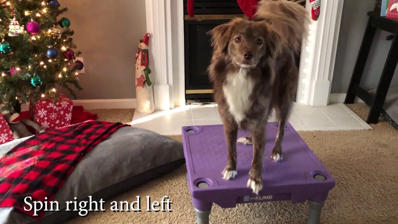 AKC TRICK DOG PERFORMER TKP YouTube akc-trick-dog-performer-tkp-youtube
